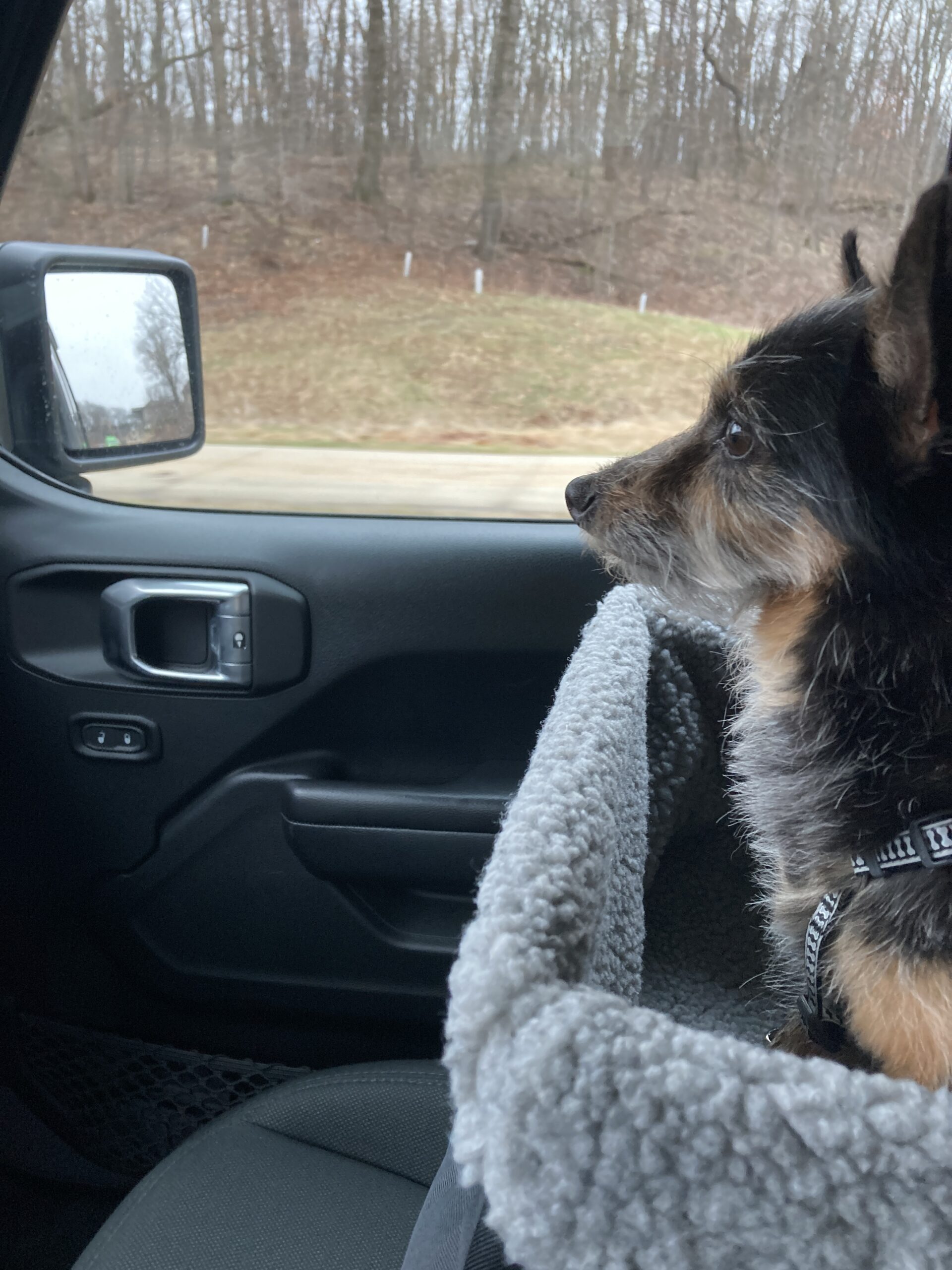 Bear in car